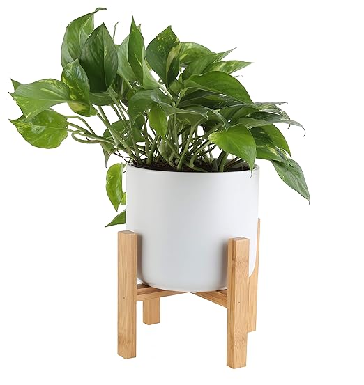 Costa Farms Devil's Ivy, Golden Pothos with 6.5Inch Wide