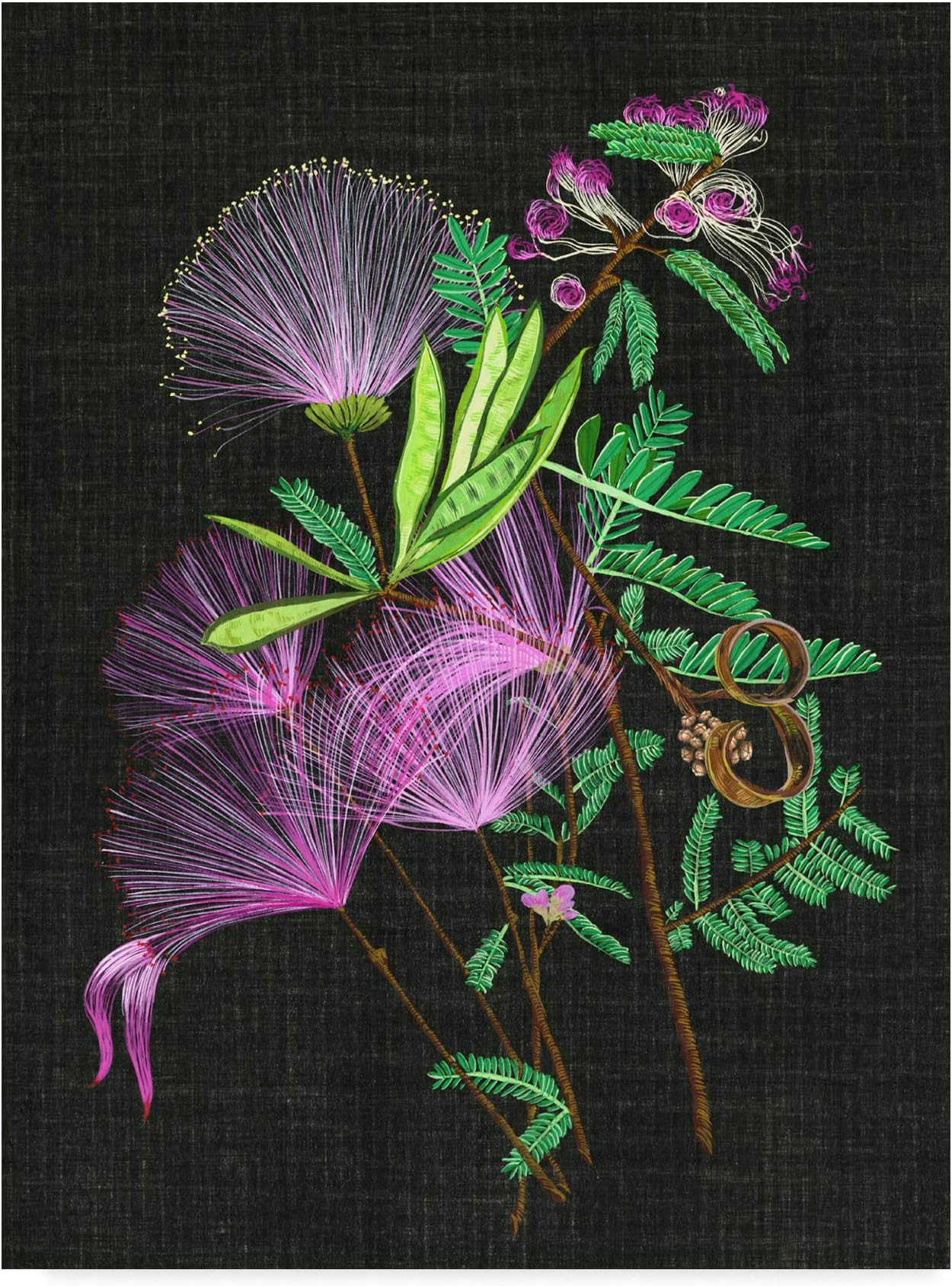 Trademark Fine Art Calliandra Surinamensis II by Melissa Wang, 18x24