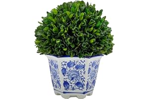 Galt International Preserved Natural Boxwood in Ceramic Pot - Plant and Table Centerpiece - Stunning Greenery and Plant Decor for Home - Blue & White - 9.5” Tall