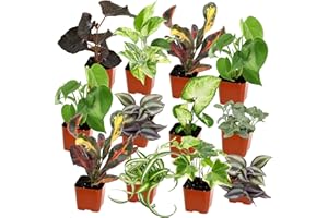 Easy to Grow Houseplants (12 Pack) Live House Plants in Plant Containers, Growers Choice Plant Set in Planters with Potting Soil Mix, Home Décor Planting Kit or Outdoor Garden Gifts by Plants for Pets