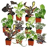 Easy to Grow Houseplants (12 Pack) Live House