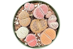 Sprout N Green Rare Lithops Collection, Living Stone Plant Fully Rooted in 4" Pot, Cute Potted Succulents Houseplant Pebble P