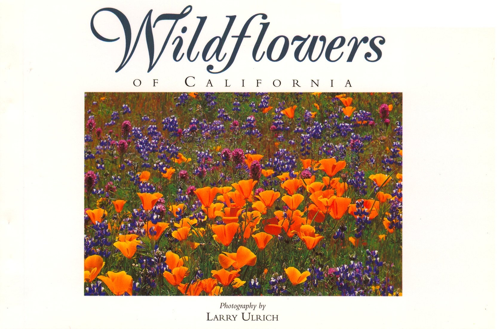 Morro Bay Wildflowers Best Flower Site