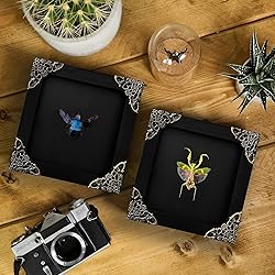 2 Real Green Mantis Blue Bee Frames Dead Insect