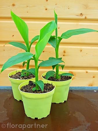 Winterharte Banane Musa basjoo 3stk./Pflanze