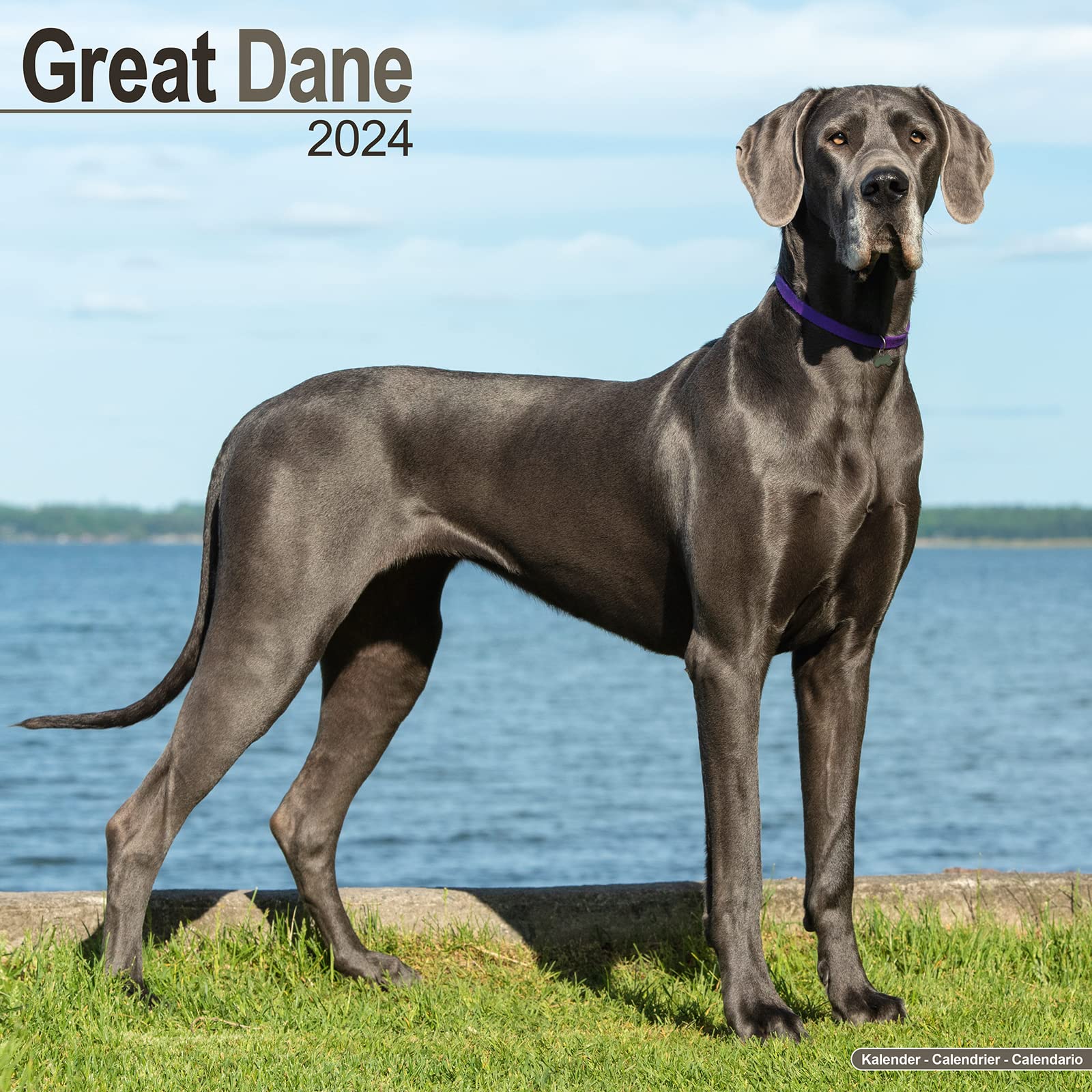Great Dane (Euro) Calendar 2024 | Square Dog Breed Wall Calendar - 16 Month