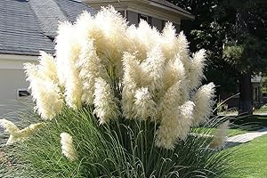 200 White Pampas Grass Seeds - Ornamental Cortaderia Selloana for Garden Planting