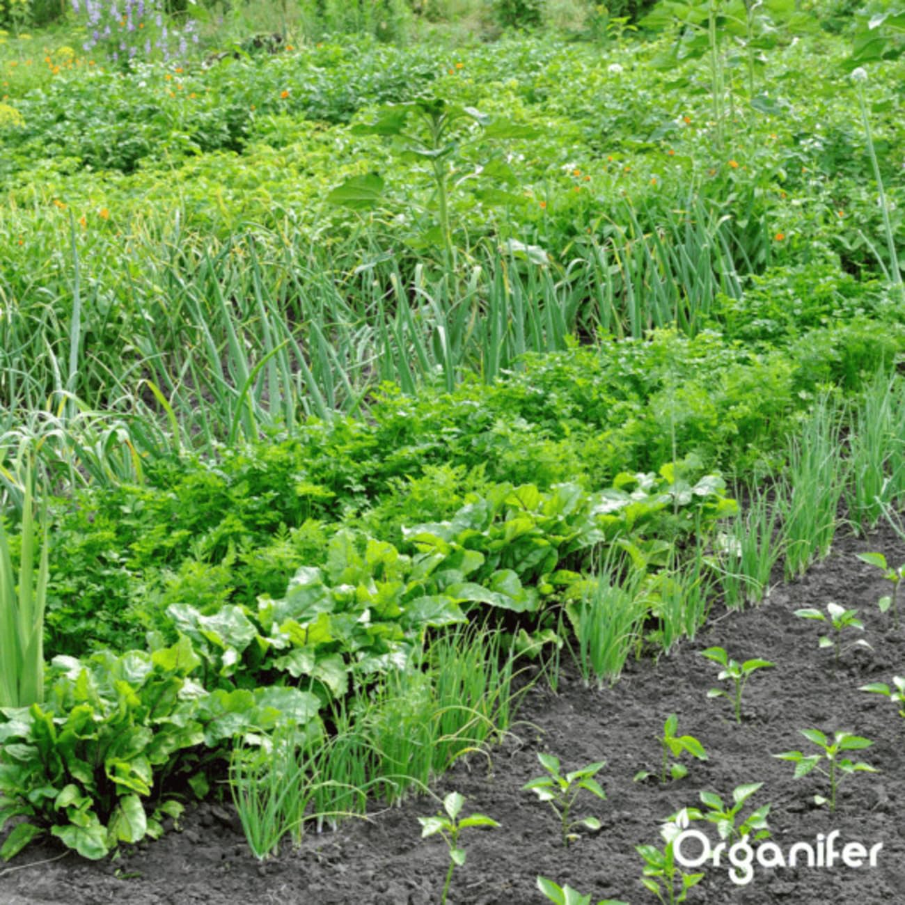 Bodenkonzentrat - Pilze - 1 L Für 1000 M2 - Konzentrat Für Gesunde Pflanzen - Gartenpflege - Flüssigdünger - Gartendünger - Organifer 3