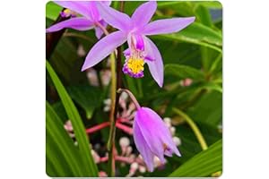 Beltilla Yokohama Kate - Terrestrial Ground Orchid - Live Plant - Fragrant Purple Flower - Emerald Goddess Gardens - Starter Sz 4 Inch Pot