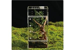 LIZ QNNALY Acrylic Terrarium for Reptiles & Spiders – Small/Medium/Large Leak-Proof Enclosure (Horizontal/Vertical) | Ideal for Tarantulas, Jumping Spiders, Frogs & Geckos(Small Vertical)