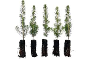 White Spruce Live Tree Seedlings | 6"-12" | Arbor Day Foundation (5-Pack)