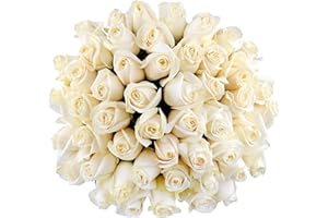 Benchmark Bouquets - 50 Stem Premium White Roses (2 Bundles of 25; Vase Not Included) - Fresh Flowers for Delivery - Gift for Graduation, Birthday, Anniversary, Sympathy, Get Well, Congratulations