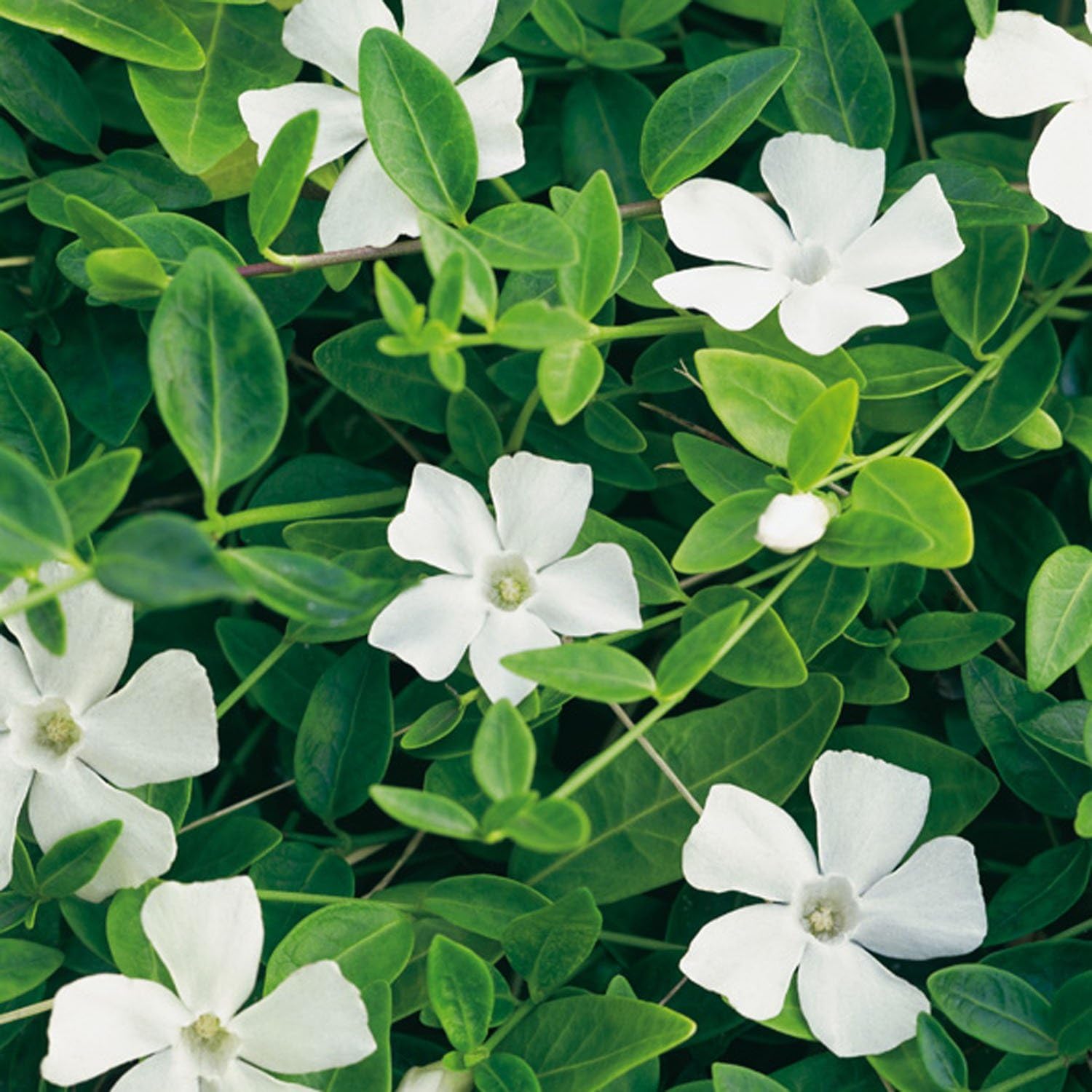 Vinca minor 'Gertrude Jeckyll' Weißes Immergrün 'Alba' Bodendecker mit weißen