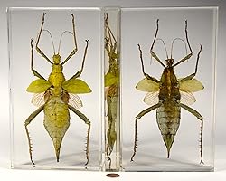 9" Real Giant Jungle Nymph Heteropteryx Dilatata in