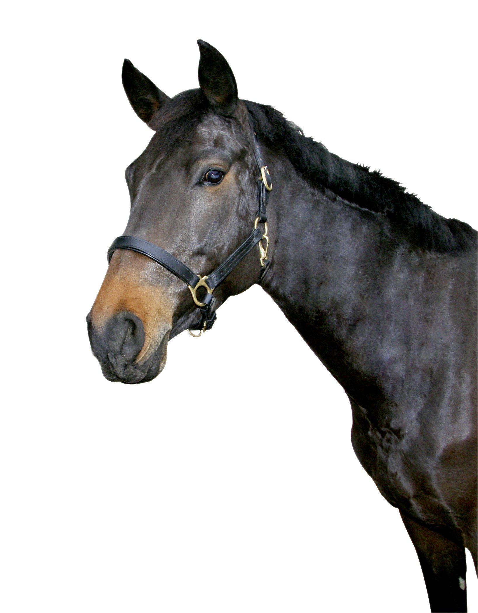 Kerbl Eco Head Collar - Black, Size 3