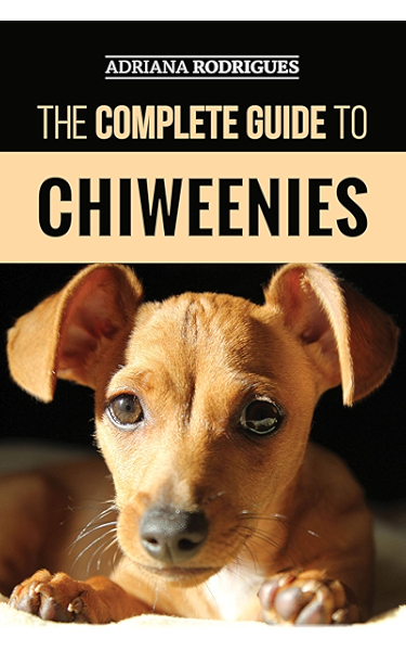 chihuahua and weiner dog mix puppies for sale