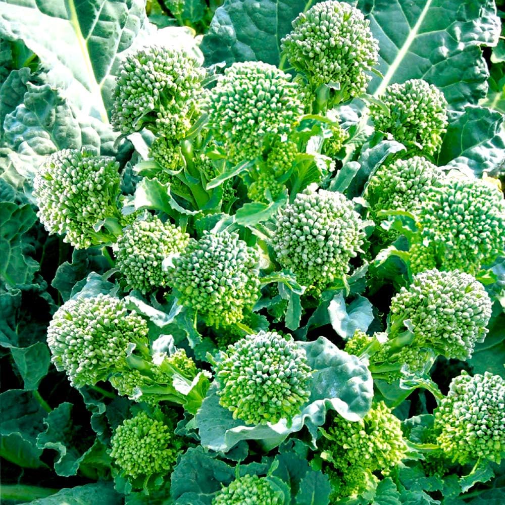 Amazon すずなりブロッコリー初夏どりタイプの苗 3個セット 野菜苗9cmポット 3個セット 多収穫 長期間収穫できる茎ブロッコリー品種 1月 4月が植え時 1株から側花蕾が約40本とれるステックタイプのブロッコリー 茎ブロッコリーの一種で脇から茎がどんどん出て