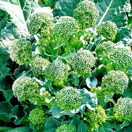 Amazon すずなりブロッコリー初夏どりタイプの苗 6個セット 野菜苗9cmポット 6個セット 多収穫 長期間収穫できる茎ブロッコリー品種 1月 4月が植え時 1株から側花蕾が約40本とれるステックタイプのブロッコリー 茎ブロッコリーの一種で脇から茎がどんどん出て