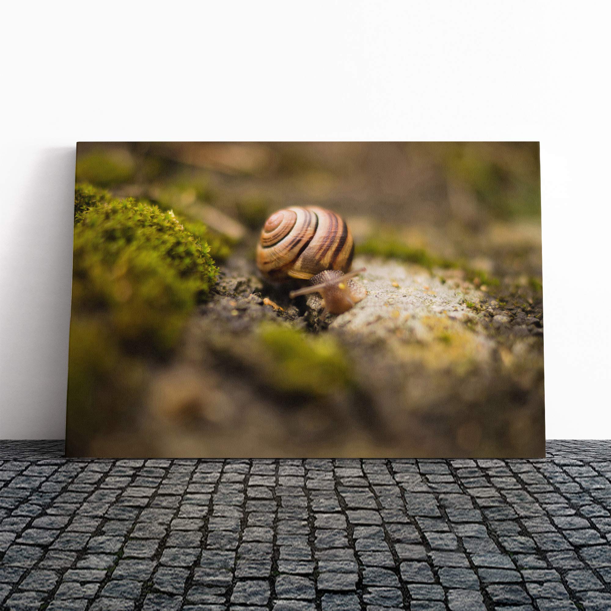 Snail (1) Canvas Print | Gallery Wrapped 30mm Frame Wall Art | 20x14 inches | Ready to Hang | Modern Picture | Living Room Bedroom Lounge Office