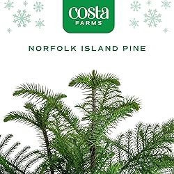 Costa Farms Live Christmas Tree, Medium Norfolk