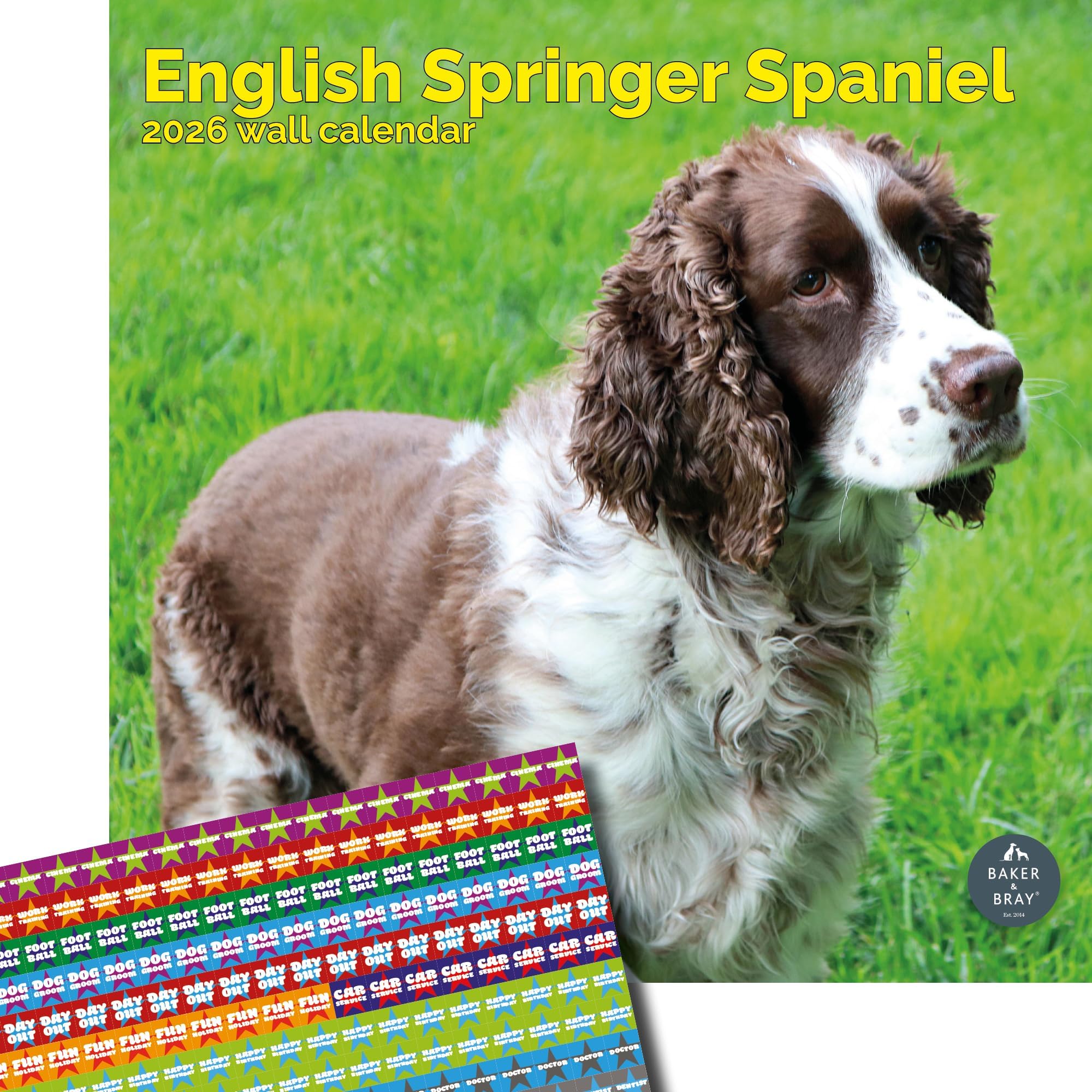 Baker and Bray English Springer Spaniel Calendar 2026, Large Square Wall Calendar With Organisational Stickers, 16 Month, English Springer Spaniel Gift Dog Calendar