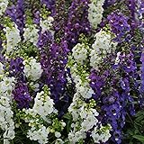 Outsidepride 30 Seeds Perennial Angelonia Serena