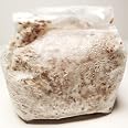 thumbnail image 2 of 1 LB Shiitake Mushroom Grain Spawn – US Seller – Ready To Inoculate – Grow Your Own 2 of 4
