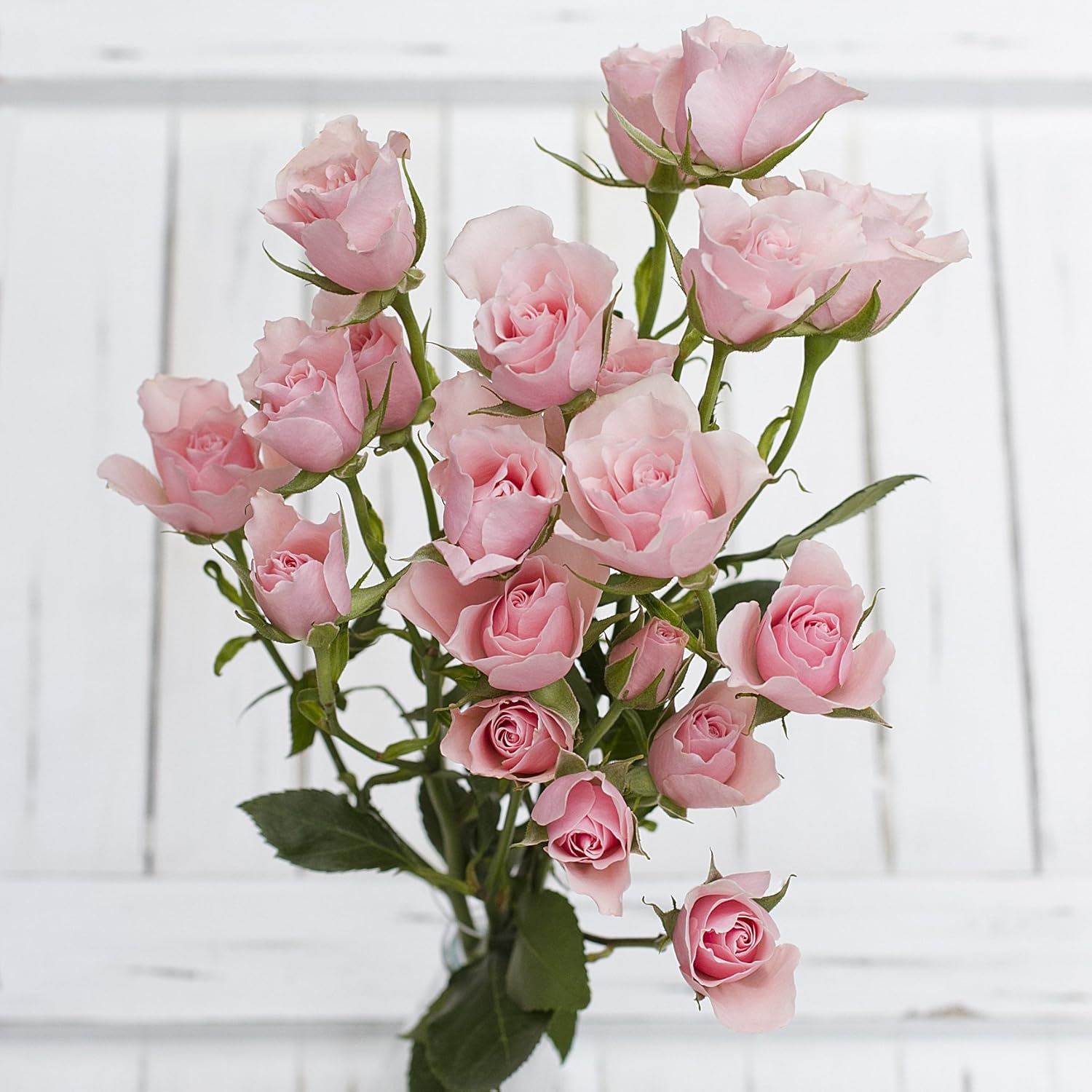 Greenchoice Flowers 40 Fresh Cut Pink Spray roses/15.7" long stem/No Vase Garden