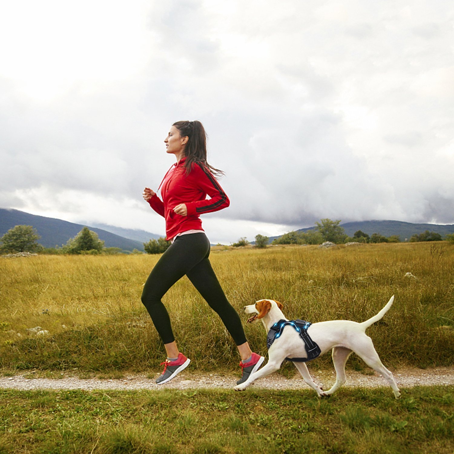 Harnais LED sans Traction pour Petits Moyens Chiens, Harnais Souple Réglable, Harnais pour Animaux de Compagnie en Plein Air, Harnais de Sécurité Douce pour Exercices Entraînement