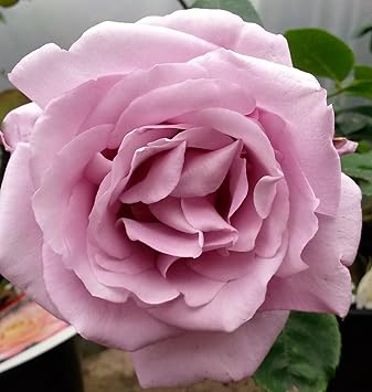 Roses Garden Patio 3ltr Pot Scent From Heaven Climbing Rose Bush