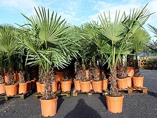 JH Grünwaren XXL Palme winterhart 180 cm Trachycarpus fortunei, Hanfpalme, Top-Qualität