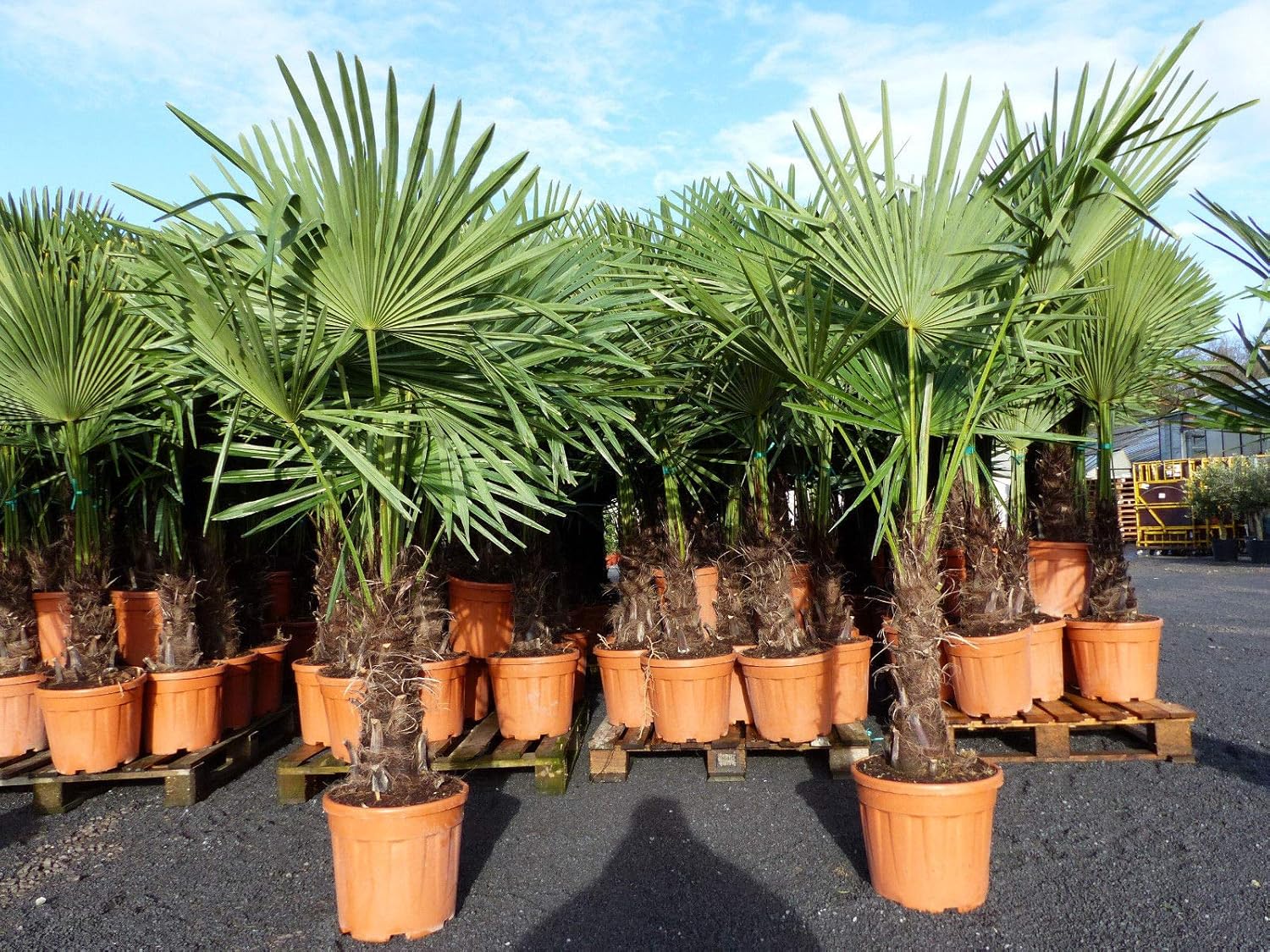 JH Grünwaren XXL Palme winterhart 180 cm Trachycarpus fortunei, Hanfpalme, Top-Qualität