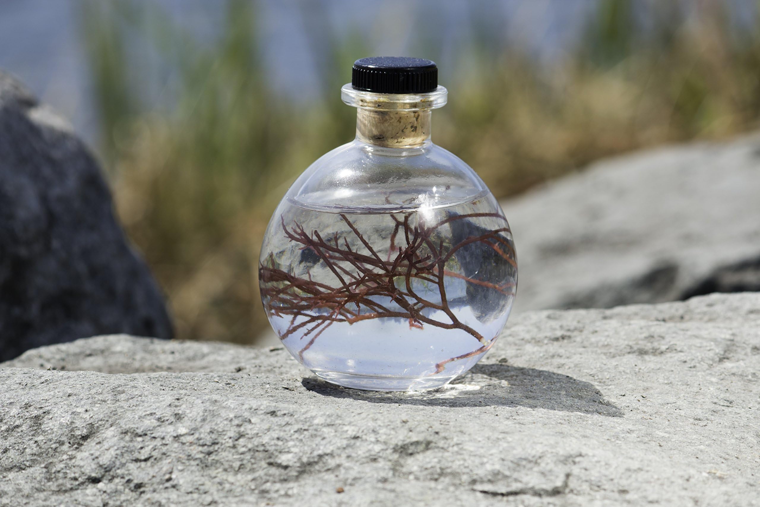 Cultured Algae: Living Art Collection - "Tidal Pool" Bottle