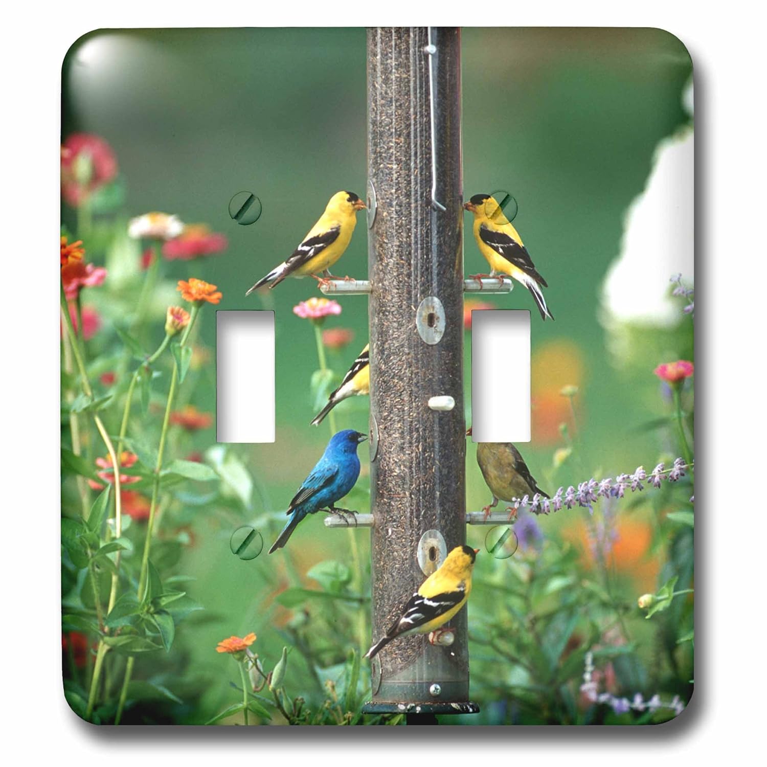 3drose Lsp 250962 2 Indigo Bunting American Goldfinches And A
