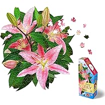 Lillyページ 81YiRmNQsIL._AC_UL210_SR210,