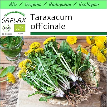 SAFLAX - Garden to Go - BIO - Löwenzahn - 400 Samen - Mit Tontopf, Untersetzer, Anzuchtsubstrat und Dünger - Taraxacum offici