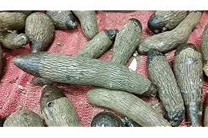 CARIBBEANGARDEN Jamaica YAMPI,Soft Yam Tuber, Real Yam Not Sweet Potato,Dioscorea trifida (1, LB)