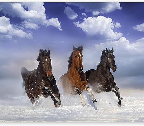 murando Fototapete Pferde 150x105 cm Vlies Tapeten Wandtapete XXL