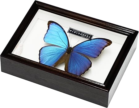 Amazon 見る者を魅了する美しい蝶の標本 名和昆虫博物館 企画 製作 ディディウスモルフォ 生態 採集 おもちゃ