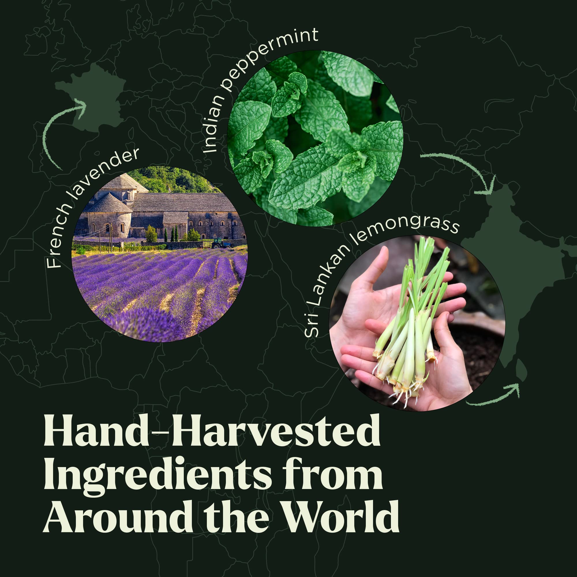 Lagunamoon Essential Oils Set, 10 Piece Aromatherapy Oil in Portable Bag - Diffusers, Humidifiers, Yoga, DIY Cleaning Products, Candle Making - Peppermint, Tea Tree, Lavender, Eucalyptus (10mL)