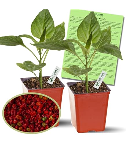 Amazon.com : Clovers Garden Ghost Bhut Jolokia Pepper Plants - Two (2) Live  Plants  Non-GMO - Not Seeds - Each 4" to 8" Tall  in 4" Inch Pots - High