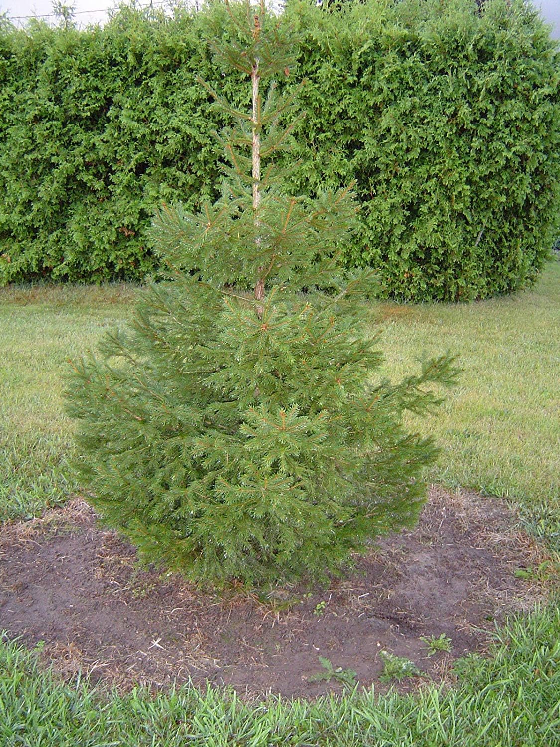 Homely Norway Spruce Picea Abies 6 12'' Lot of 4