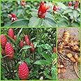 Set 2 Shampoo Ginger Plant Rhizomes Pinecone Ginger Roots Zingiber Zerumbet Live Plants Awapuhi Plant Bulbs Red Ginger Rhizomes for Planting Ginger Shampoo Plant Live