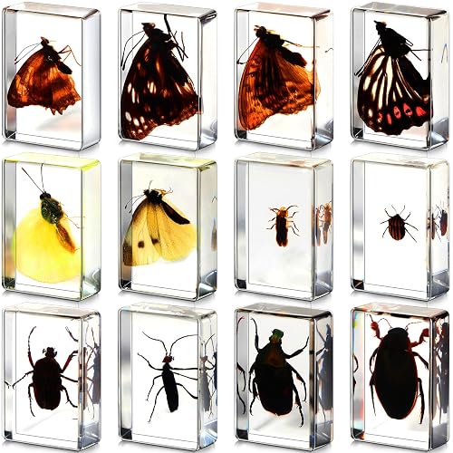 Bugs In Resin 12 Pcs Insect In Resin Specimens - Educational Bug ...