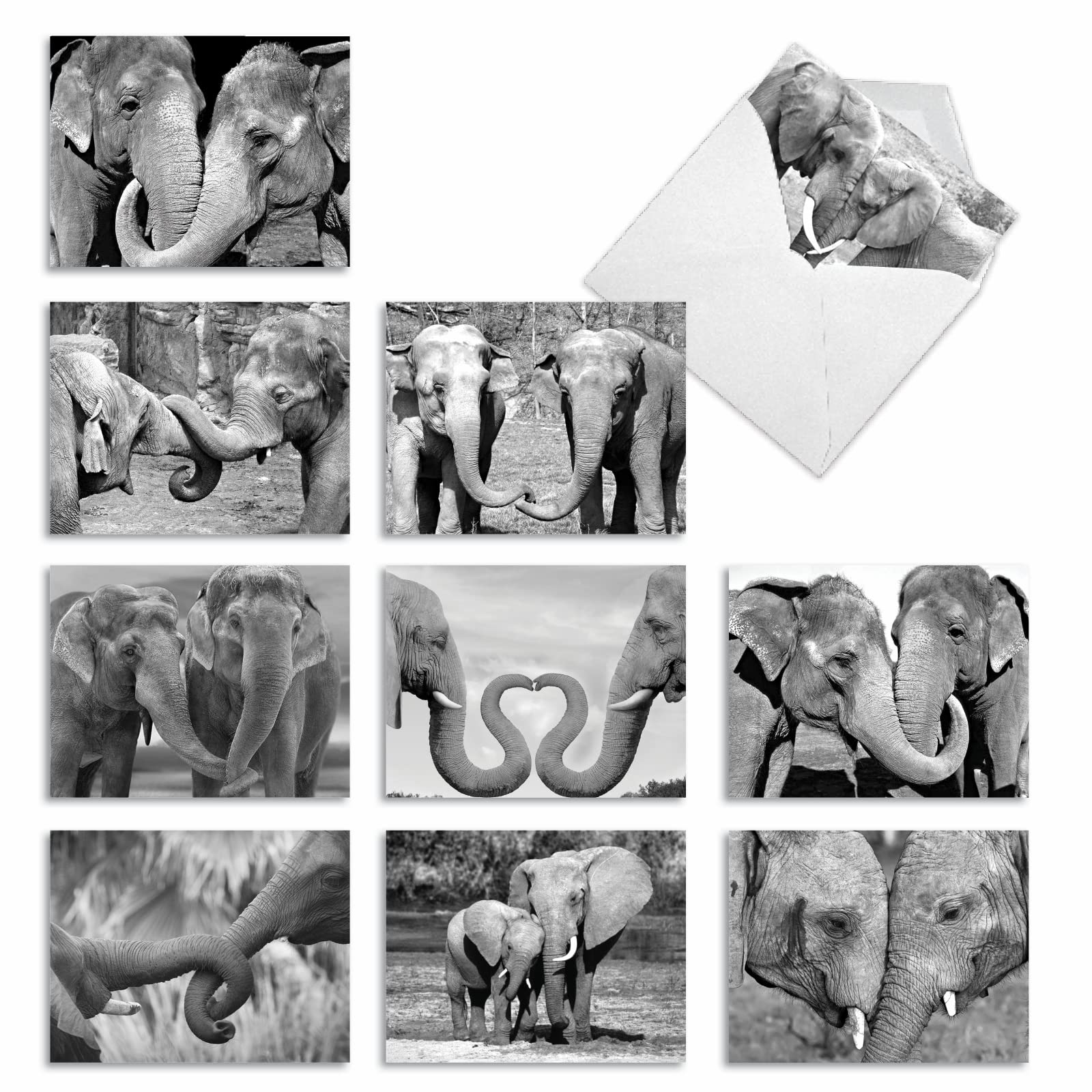 M2370TYG Trunks Of Love: 10 Assorted Thank You Note Cards Featuring Sweet and Loving Elephant Couples Holding Each Others Trunks, w/White Envelopes.