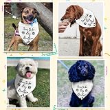 arricraft Pet Dog Bandana White Cotton Triangle Soon to be Big Brother 78cm view 6