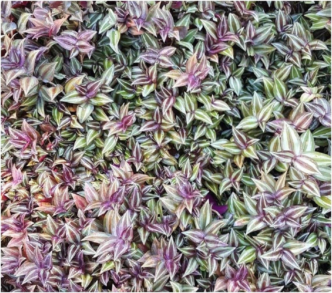 Wandering Jew 3 cuttings Tradescantia House Plant 5 inches 1 pcs