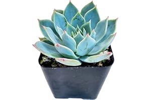 Live Blue Echeveria Succulent Plant - Stunning Rosette Drought-Tolerant Indoor/Outdoor Decor - Unique and Hardy Cactus Variet