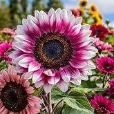 ZEshops Pink Sunflower Seeds for Planting, 50 Count, Outdoor Flower Garden | Summer Blooms, Cottage Borders, Backyard Landscaping, Ornamental Displays, Seasonal Color, Home Growing Projects, Full Sun