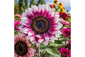 ZEshops 50pcs Rare Strawberry Pink Sunflower Seeds - Non-GMO Heirloom Variety for Your Unique Garden